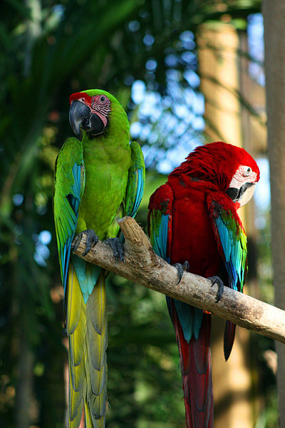 Two_macaws_at_Bali_Bird_Park-6