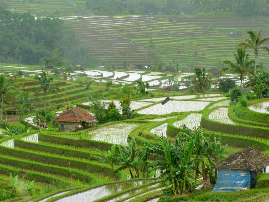 bali-free-rice-fields31