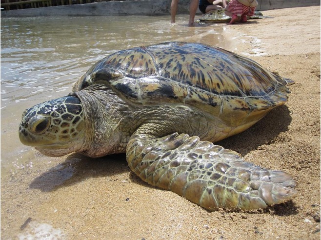 sea_turtle_Bali