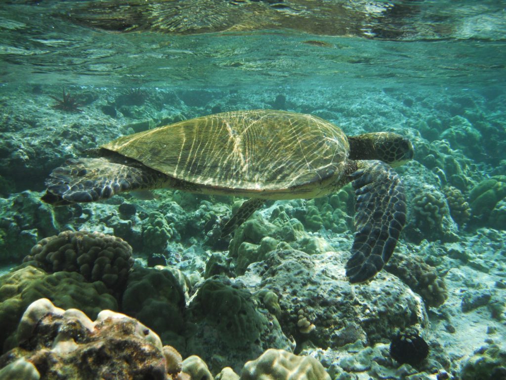 turtle-snorkeling